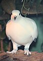 Pied Imperial Pigeon