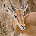 * Nomination A wild Impala's head --Ikiwaner 19:09, 15 August 2010 (UTC) * Promotion Very good. --Cayambe 08:34, 16 August 2010 (UTC)