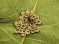 Coquilles d'œufs d'insectes vidées par des hyménoptères parasites (Trissolcus sp.).