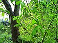 Leaves and fruit