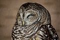 Barred Owl