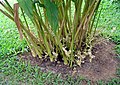 Cardamom plant in Kerala. They are grown especially along the mountainous eastern regions of the state. Note the cardamom beans close to the base of the plant.