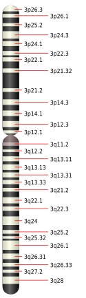 3號染色體