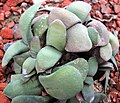 Gasteria glomerata té fulles compactes, rodones, glauques, recurvades de superfície rugosa i forma densos grups.