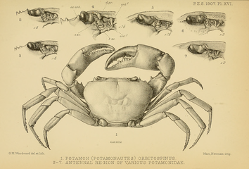 Potamonautes lirrangensis and other crabs