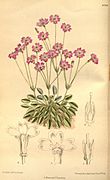 Primula tibetica