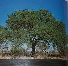 Prosopis nigra ou Algarrobo negro.