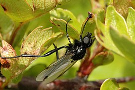 Bibio ferruginatus, mâle.