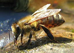 Робоча бджола Apis mellifera п’є воду