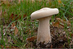 Stambioji tauriabudė (Clitocybe geotropa)