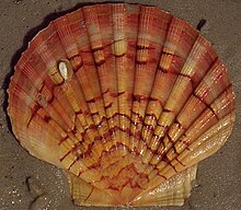 Pecten jacobaeus.jpg