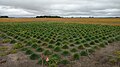 Perennial ryegrass breeding nursery