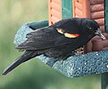 Red-winged Blackbird