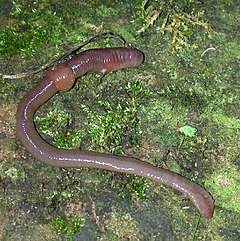 Ánamaðkur (Lumbricus terrestris)