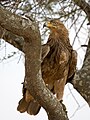 * Nomination A Tawny Eagle (Aquila rapax rapax) in Serengeti by Ikiwaner --4028mdk09 20:43, 28 August 2010 (UTC) * Promotion  SupportA difficult shot. --Nevit 22:07, 28 August 2010 (UTC)