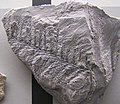 Fossil Walchia (Voltziales) fra Perm