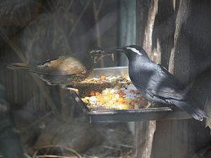 Το είδος γεωκίχλη η σιβηρική (Geokichla sibirica)