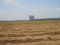 A view of paddy field from Thrissur district