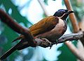 Blue-faced Honeyeater