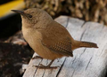 Troglodytes cobbi, ozeło endemego