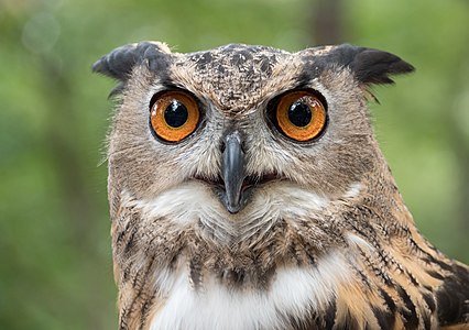 A rescued Eurasian eagle-owl