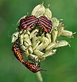 ◆2012/07-09 Arthropods 163 Commons:Picture of the Year/2012/R1/Graphosoma lineatum qtl1.jpg