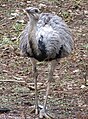 Greater Rhea