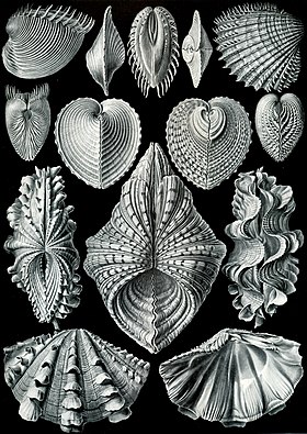 "Bivalva" do livro, de Ernest Haeckel