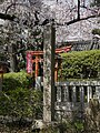 磯良神社 (茨木市)　いぼ桜