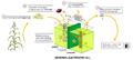 microbe-fuel cell