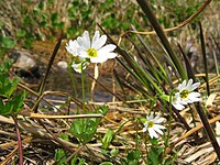 Primula nipponica