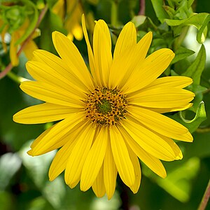 Silphium perfoliatum (Cup Plant)