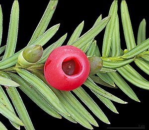 Taxus baccata (Eŭropa taksuso) branĉo kun strobiloj nematura kaj matura