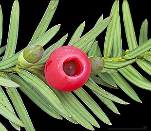 Frøene hos Almindelig Taks (Taxus baccata) er karakteristisk åbne ("nøgne").