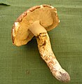 Tricholoma caligatum