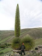 Queen of the Andes