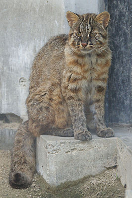 Бенгальская кошка (Prionailurus bengalensis)