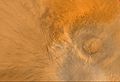 Arsia Mons opgeholl vum Mars Global Surveyor