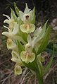 Dactylorhiza sambucina France