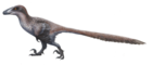 Deinonychus antirrhopus