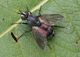 Tachina (Eriothrix rufomaculata)