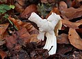 Helvella crispa