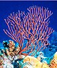 Sea fan