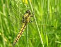 Tinkliškoji skėtė (Orthetrum cancellatum)