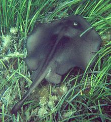 Stingray in seagrass