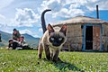 Image 27A Siamese cat living among the yurts of shepherds in the Altai Mountains, Russia (from Cat)