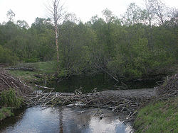 Bobří hráz na Amble