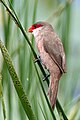 Astrild ondulé (Estrilda astrild)