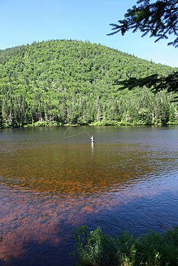 Angler beim Fliegenfischen, Québec / Canada