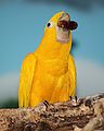 Golden Conure